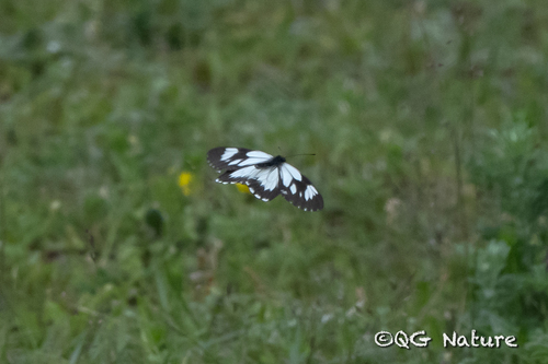Aporia acraea