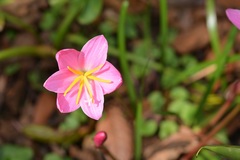 Zephyranthes brevipes