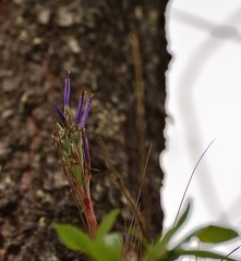 Tillandsia juncea