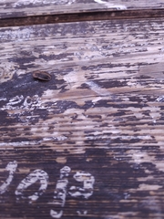 Cossyphus hoffmannseggi