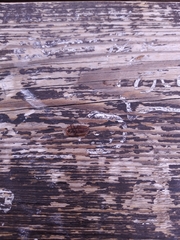 Cossyphus hoffmannseggi