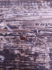 Cossyphus hoffmannseggi