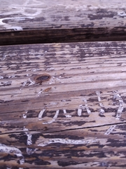 Cossyphus hoffmannseggi