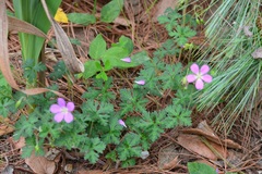 Geranium goldmanii