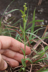 Peristylus
