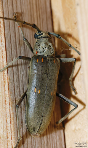 Speckle-necked Longhorn Beetle photo 2
