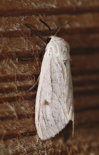 Euchaetes bolteri photo 4