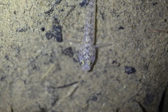 Rhinogobius rubromaculatus