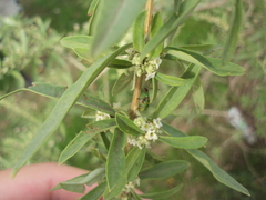 Aloysia polystachya
