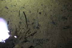 Rhinogobius rubromaculatus