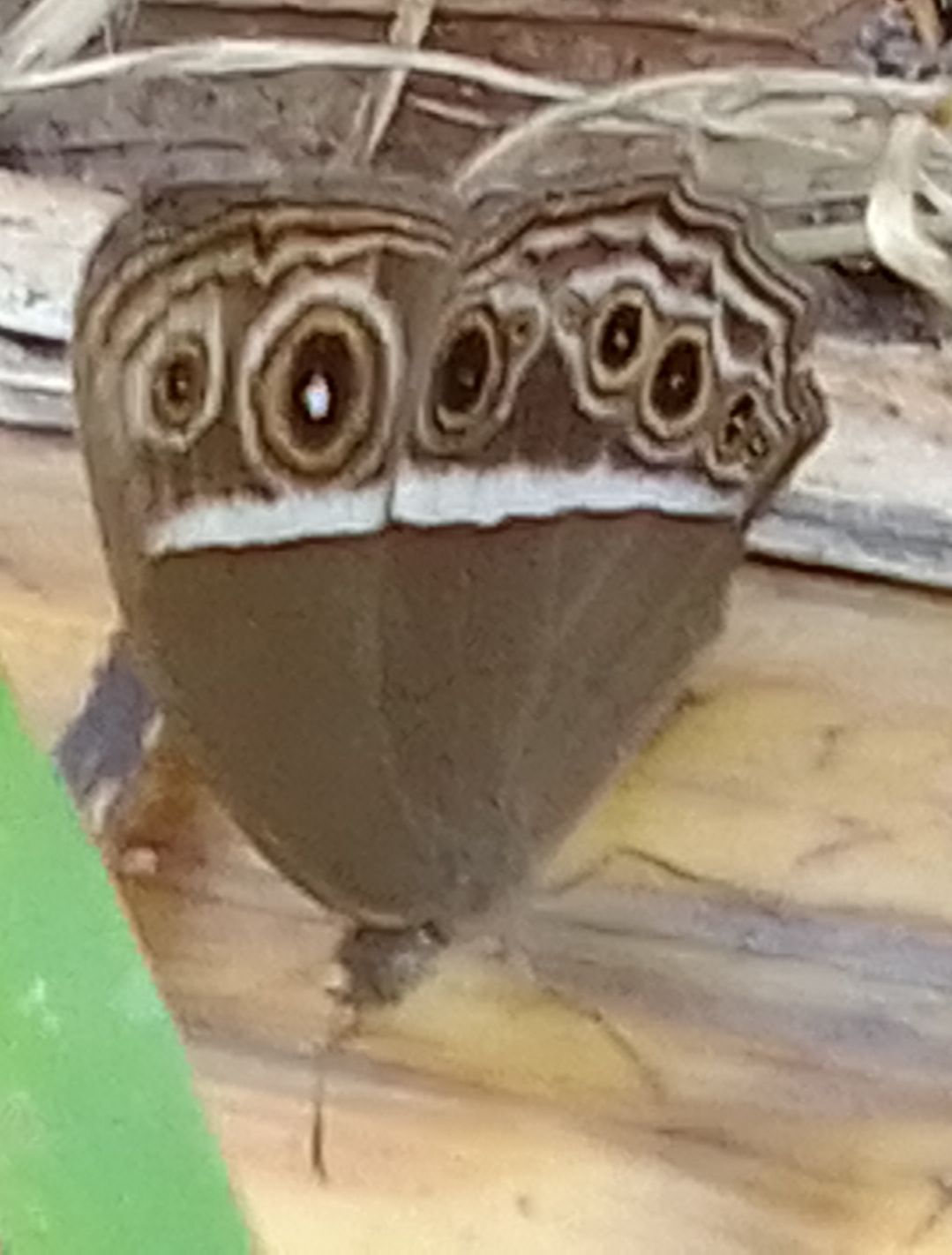 Dark-Branded Bushbrown