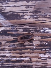 Cossyphus hoffmannseggi