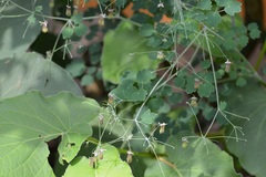 Thalictrum guatemalense
