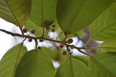 Frangula capreifolia