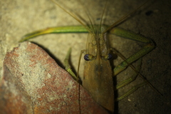 Macrobrachium asperulum