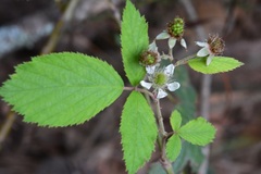 Rubus coriifolius