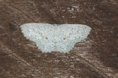 Cosymbiini