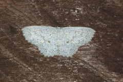 Cosymbiini