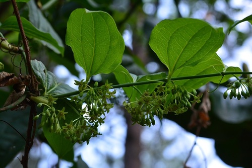 Smilax subpubescens (Smilax subpubescens)