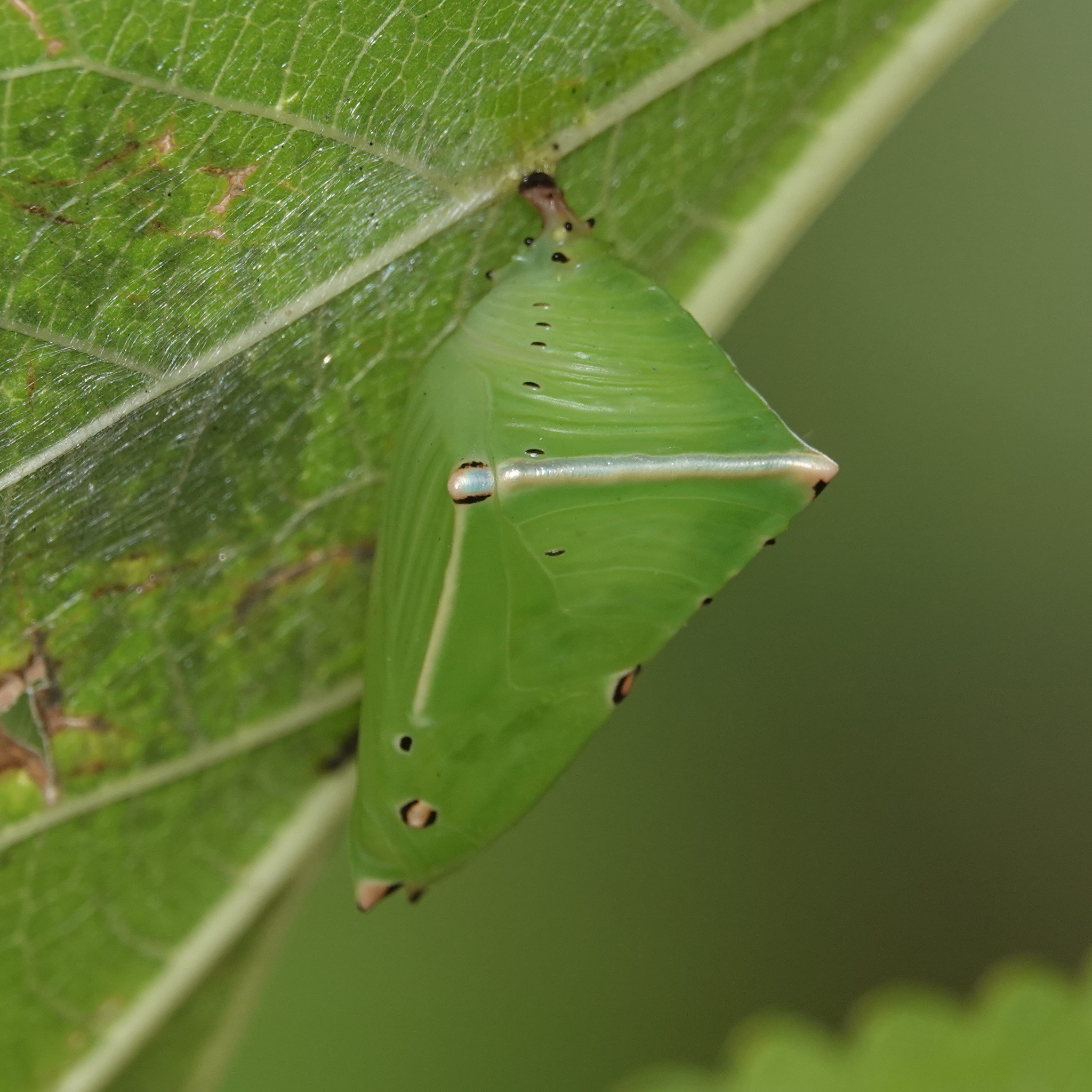Common Baron