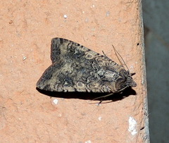 Lepidoptera