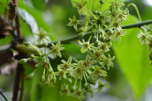 Smilax subpubescens (Smilax subpubescens)