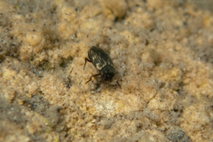 Hydroporinae