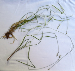 Carex laeviculmis