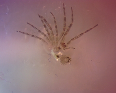 Dolomedes scriptus