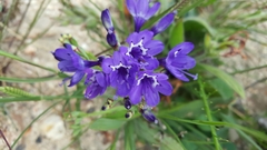 Codonorhiza elandsmontana