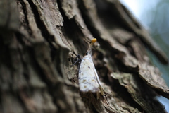 Pyrops watanabei