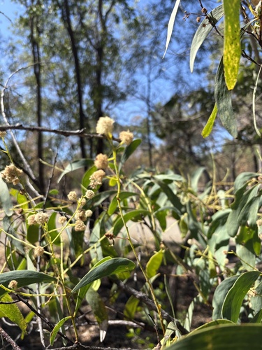 Acacia mimula observed 2025-06-19