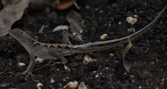Anolis tropidonotus