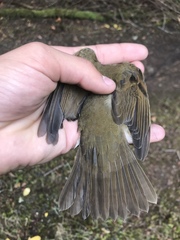 Catharus ustulatus incanus