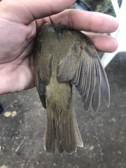 Catharus ustulatus incanus