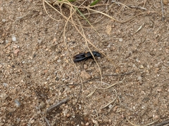 Platydracus fossator
