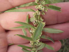 Aloysia polystachya