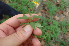 Acmella oppositifolia