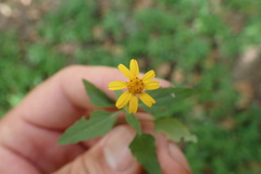 Acmella oppositifolia