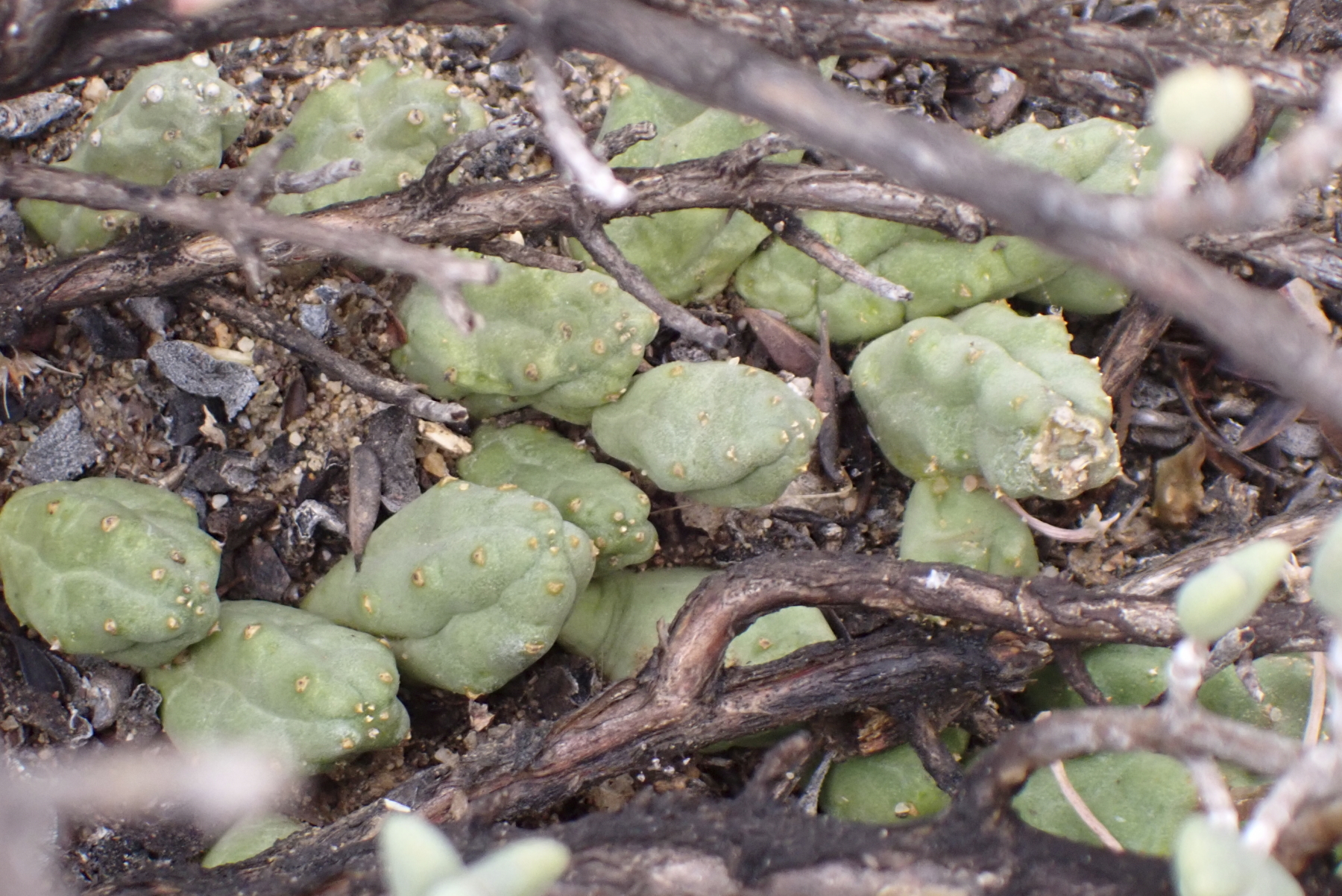Ceropegia compta