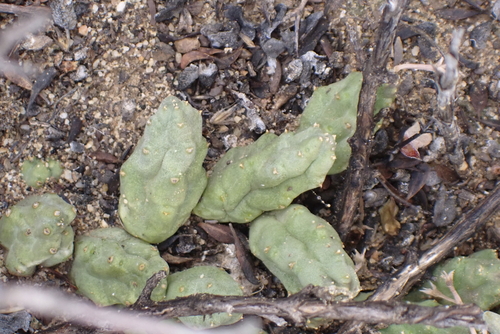 Ceropegia compta