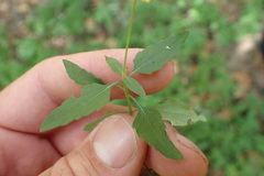 Acmella oppositifolia