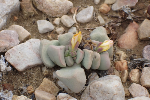 Clay Prince Albert Vygie (Bijlia dilatata)