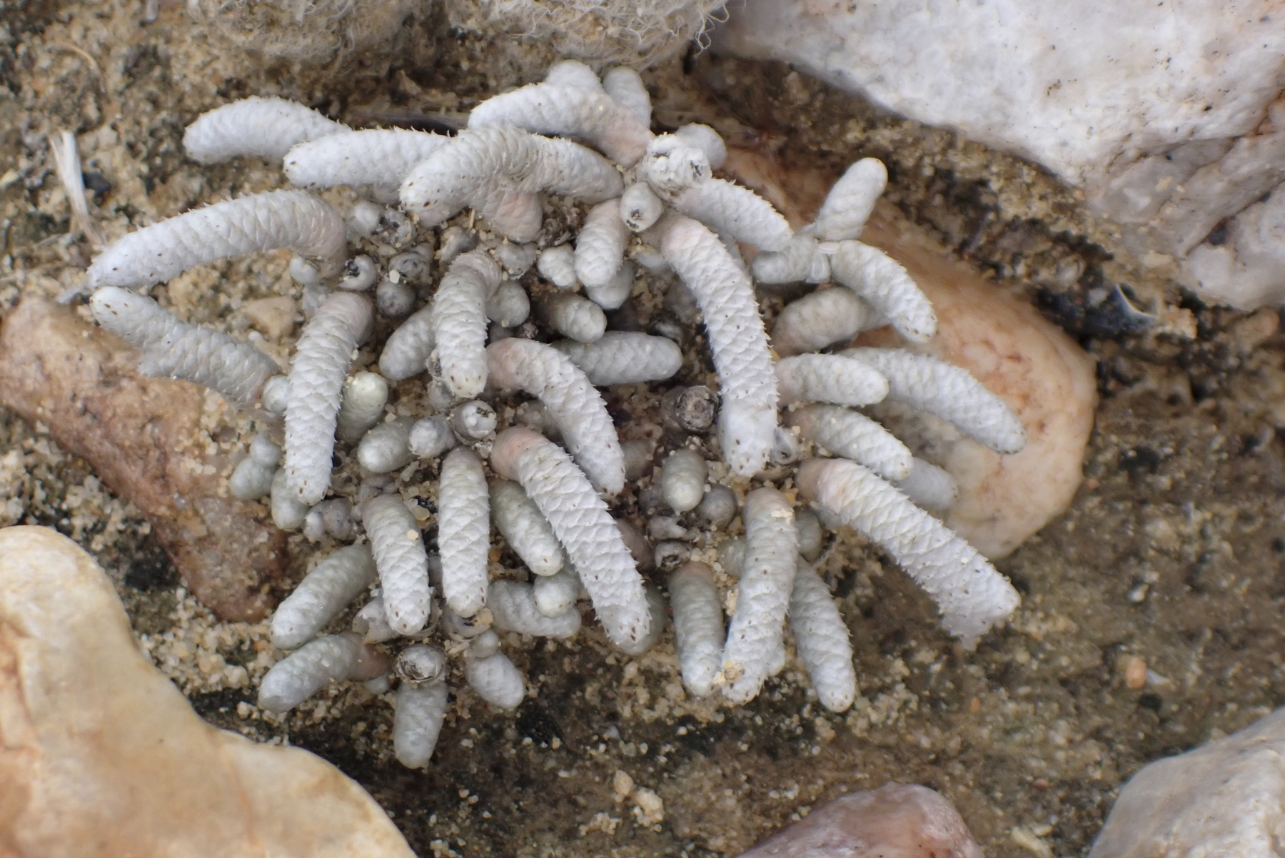 Avonia ustulata