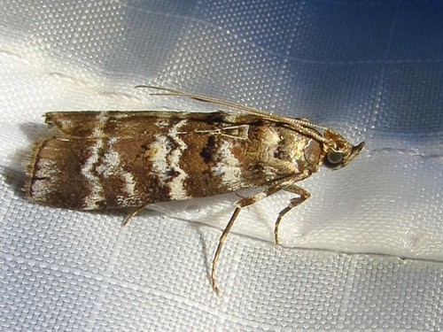 Southern Pine Coneworm Moth photo 4