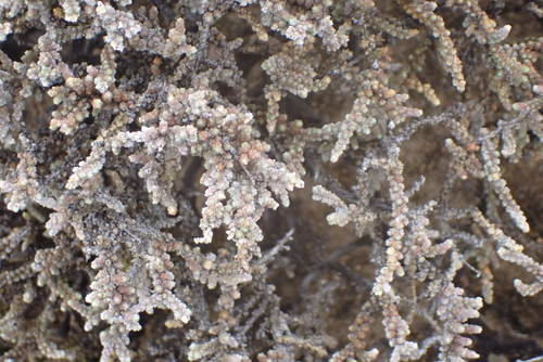 Caroxylon tuberculatum (Caroxylon tuberculatum)