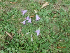 Campanula patula