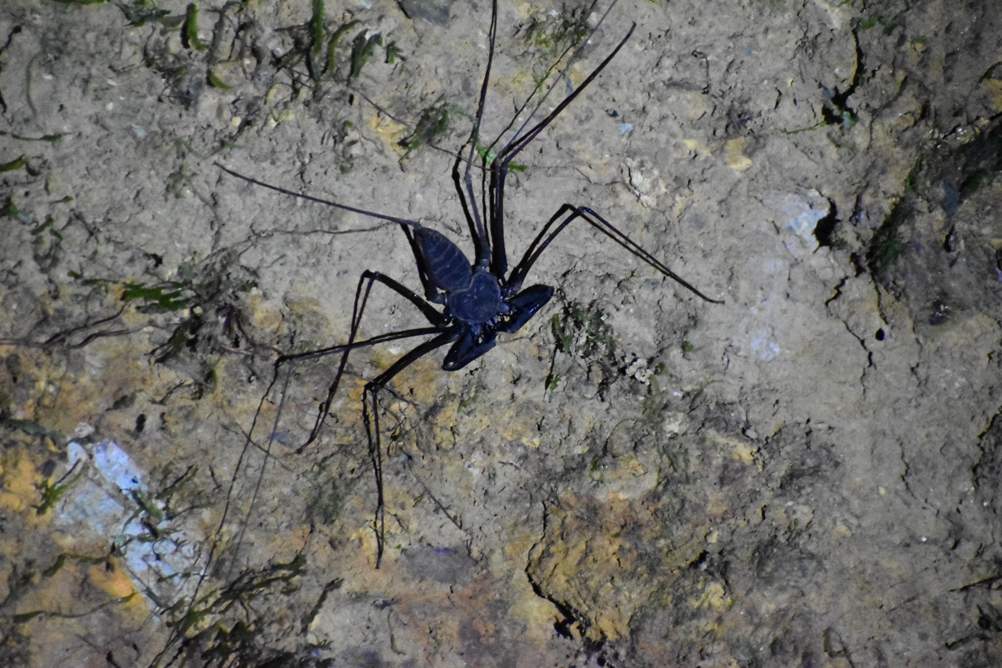 Heterophrynus batesii (Butler, 1873)