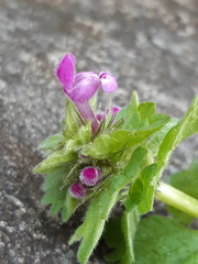 Lamium confertum