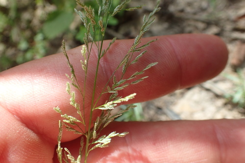 Eragrostis glomerata iNat (2)